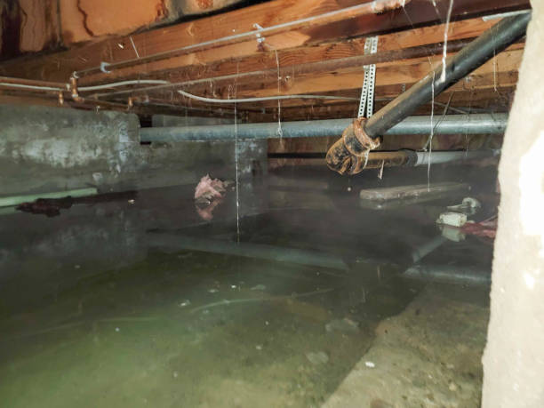 Best Flood restoration services  in Raynham Center, MA